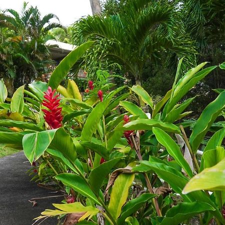 Color Garden - Studio Martinique Sainte-Anne Luaran gambar